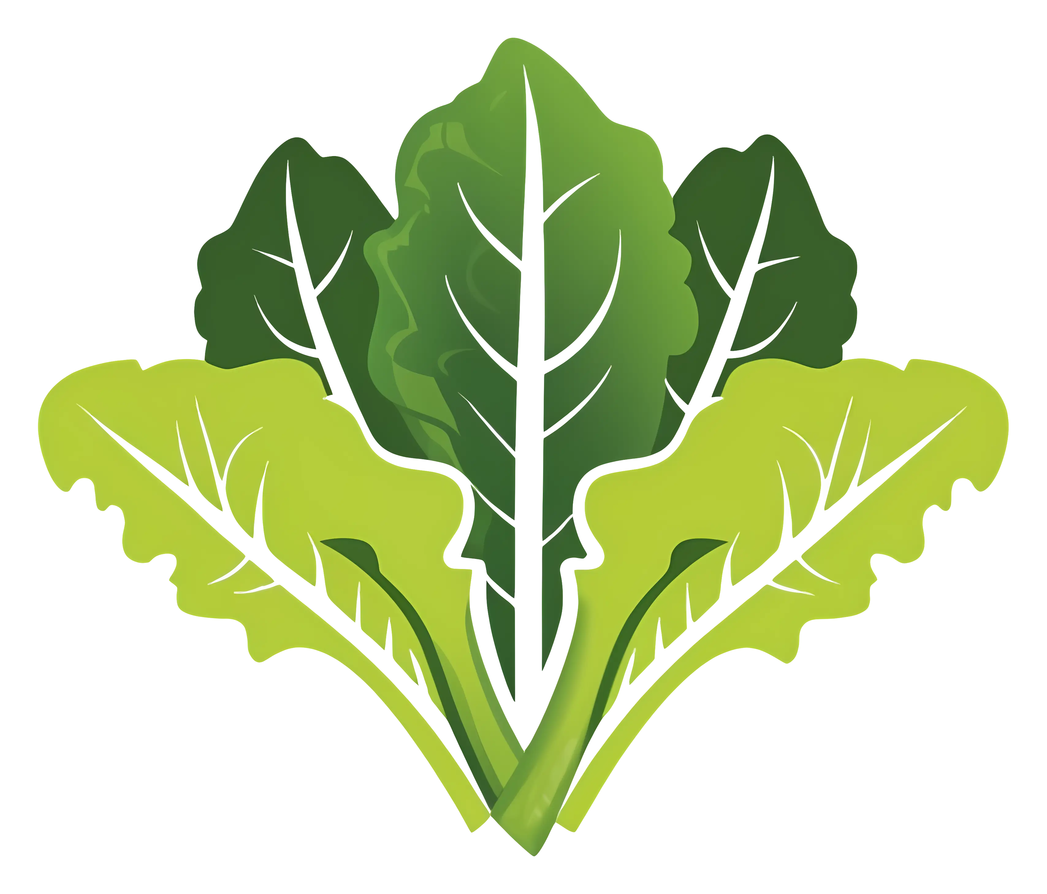 Green Lettuce Leaf Bunch Illustration