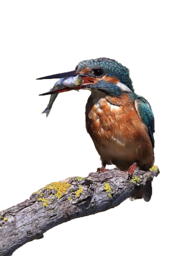 Kingfisher Bird with Fish