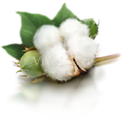 Cotton Plant with Fiber