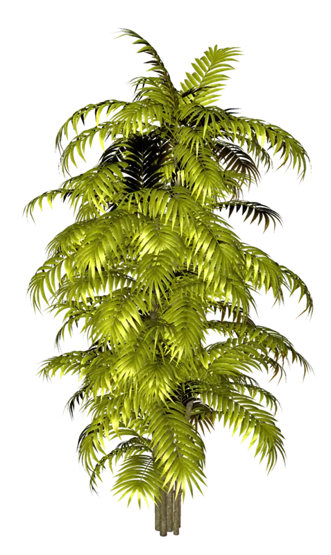 Tall Tropical Palm Plant Illustration