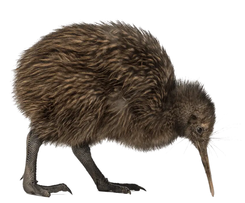 Kiwi Bird - Flightless New Zealand Native