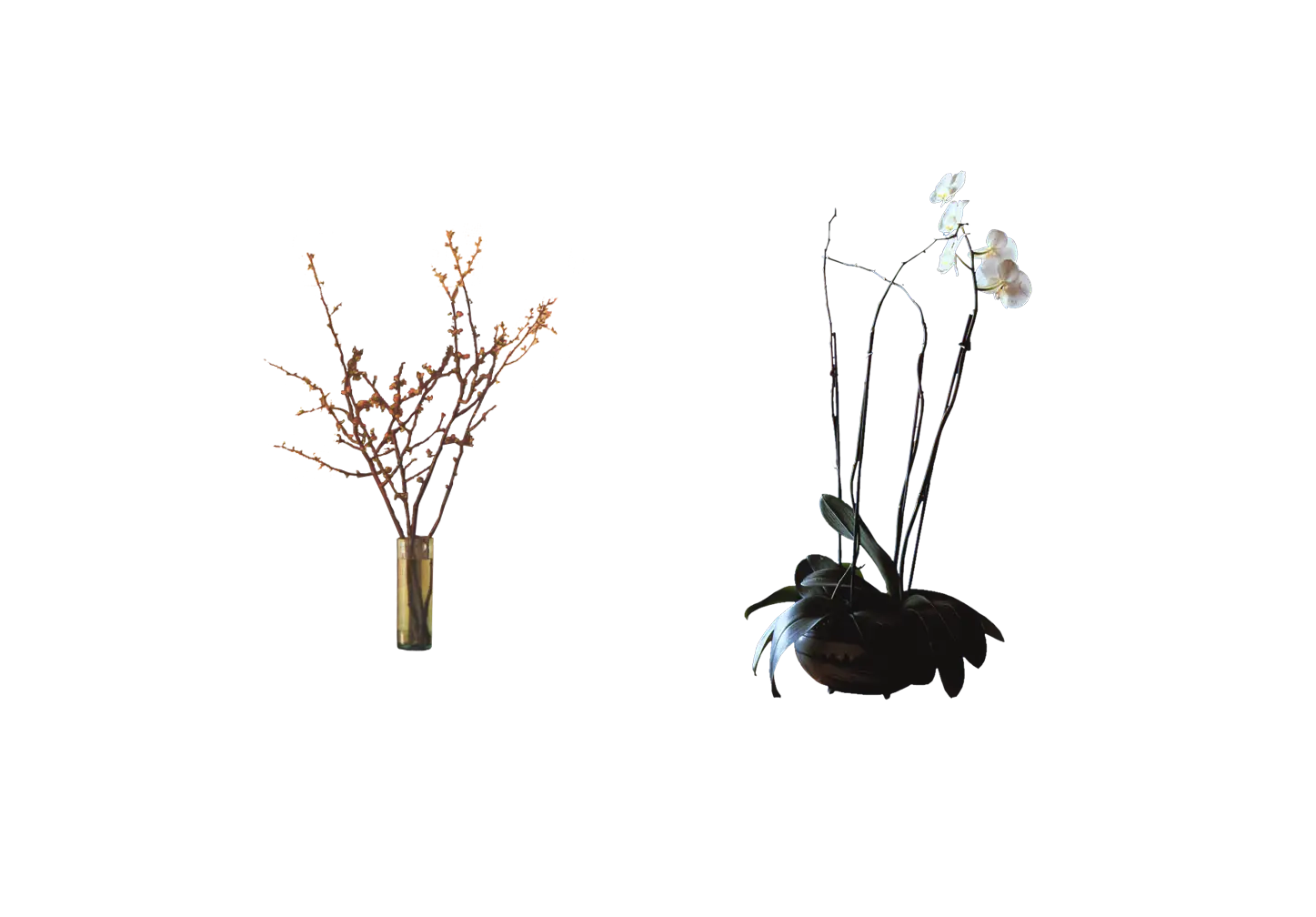 Vase with Plants