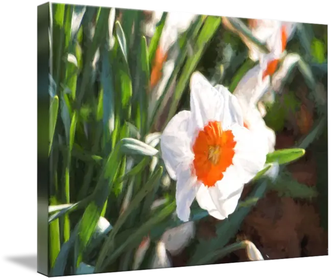 White Daffodil with Bright Orange Center