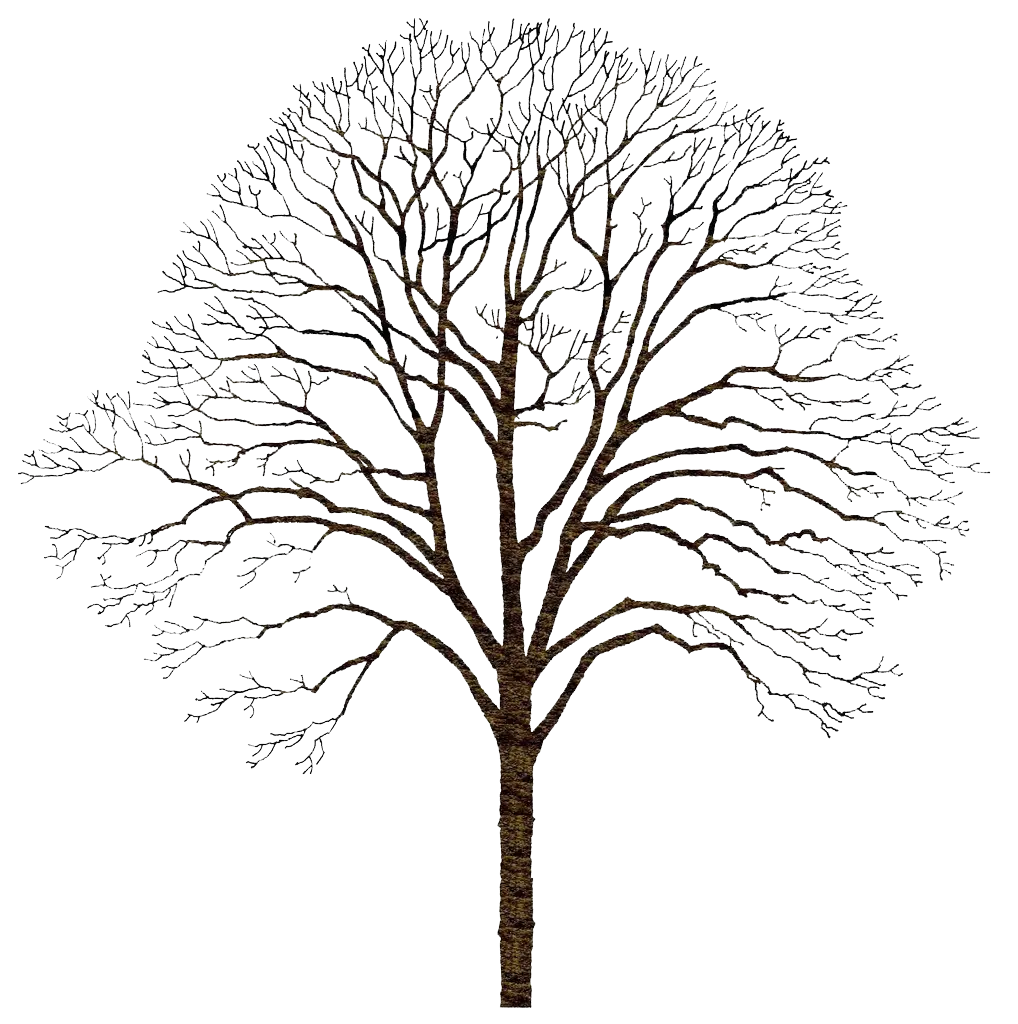 Bare Tree Illustration with Thin Branches