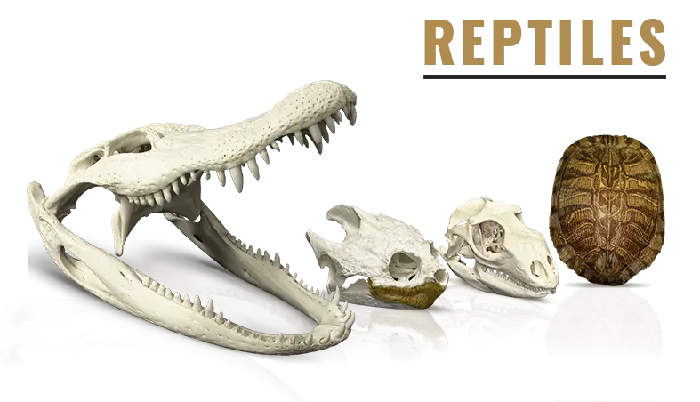 Reptile Skulls and Bones